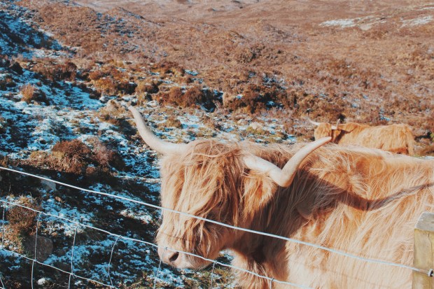 Hairy Coo Scotland