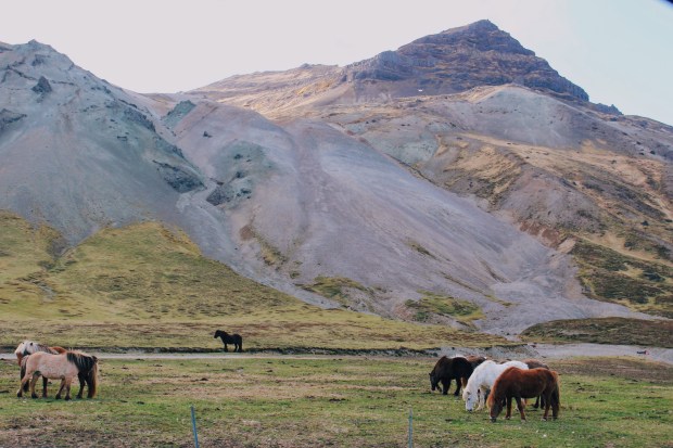 Icelandic Horses
